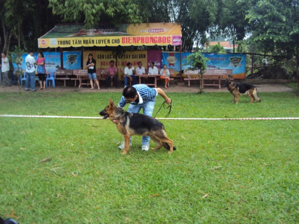 Name:  DSC04195%20(600%20x%20450).jpg
Views: 0
Size:  97.6 KB