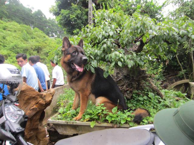 Name:  1003757_503137443096417_185775811_n.jpg
Views: 0
Size:  63.0 KB