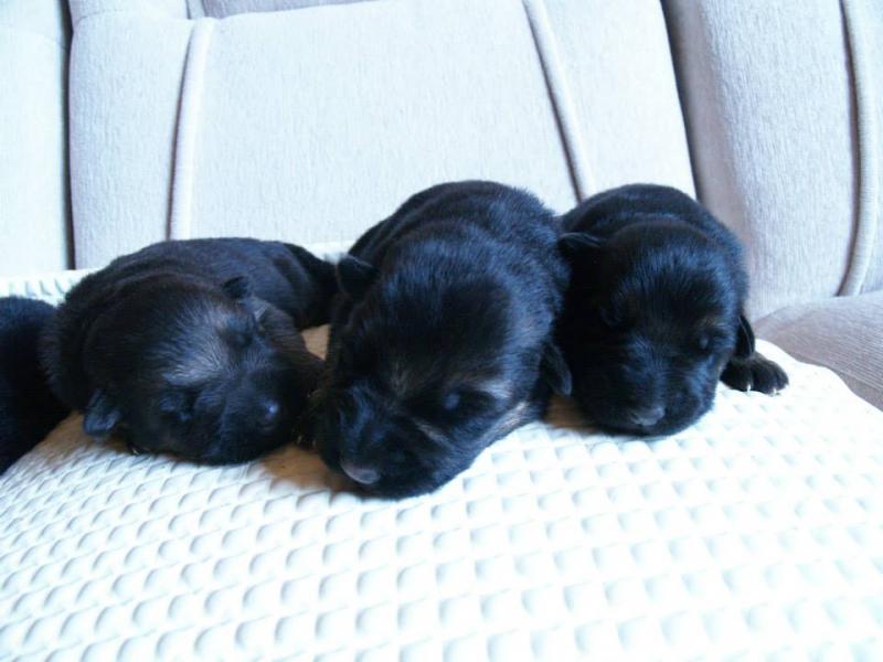 Name:  1451538_694869503865679_1693721212_n.jpg
Views: 0
Size:  49.1 KB