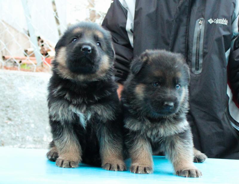 Name:  IMG_0058-2.jpg
Views: 0
Size:  59.2 KB