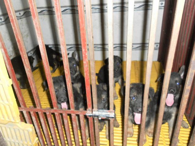 Name:  con lan 1.jpg
Views: 0
Size:  54.5 KB