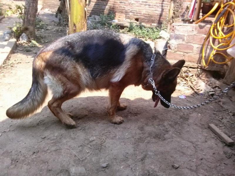 Name:  Heifi chửa 50 ngày.jpg
Views: 0
Size:  84.0 KB