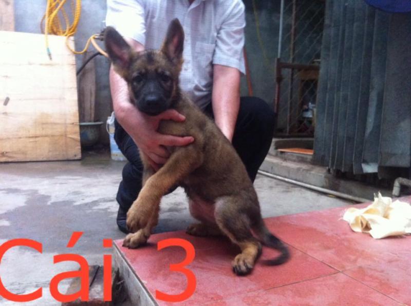 Name:  10394548_661194347303882_4737000493931300580_n.jpg
Views: 0
Size:  56.2 KB