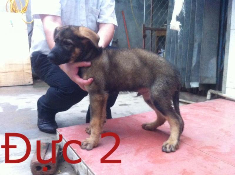 Name:  10449468_661194837303833_5279310830924785578_n.jpg
Views: 0
Size:  55.3 KB