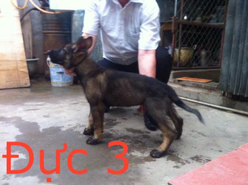 Name:  10456801_661194590637191_3460421269056441383_n.jpg
Views: 0
Size:  54.1 KB