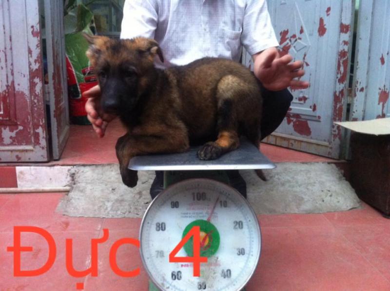 Name:  10491171_661194547303862_1955486923682617544_n.jpg
Views: 0
Size:  59.9 KB