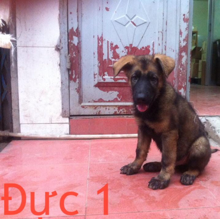 Name:  10501619_661194783970505_6894218700640478881_n.jpg
Views: 0
Size:  62.2 KB