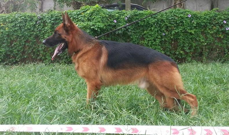 Name:  10728872_373338882822442_661223445_n.jpg
Views: 0
Size:  97.7 KB