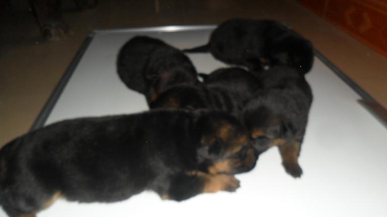 Name:  puppies 2.JPG
Views: 0
Size:  42.1 KB