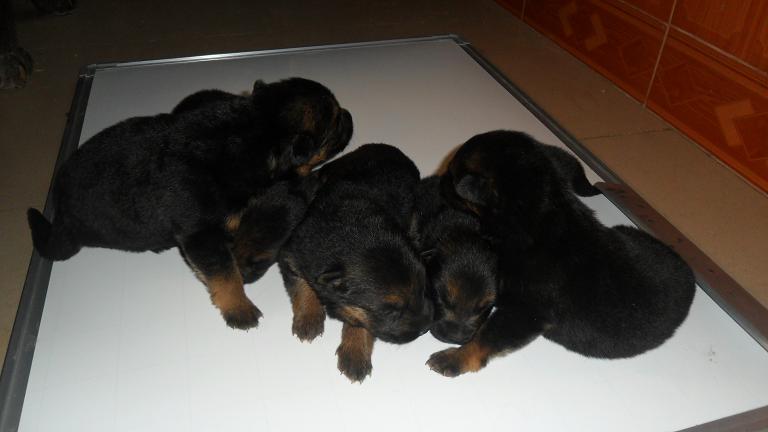 Name:  puppies 3.JPG
Views: 0
Size:  50.4 KB